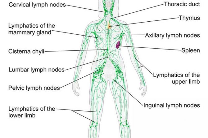 Λεμφικό σύστημα – Ο αφανής ήρωας του ανοσοποιητικού
